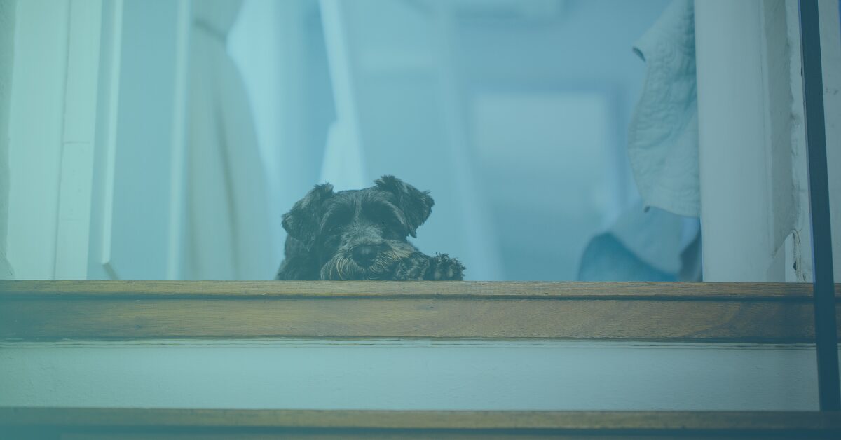 Dog with neck pain reluctant to go down stairs