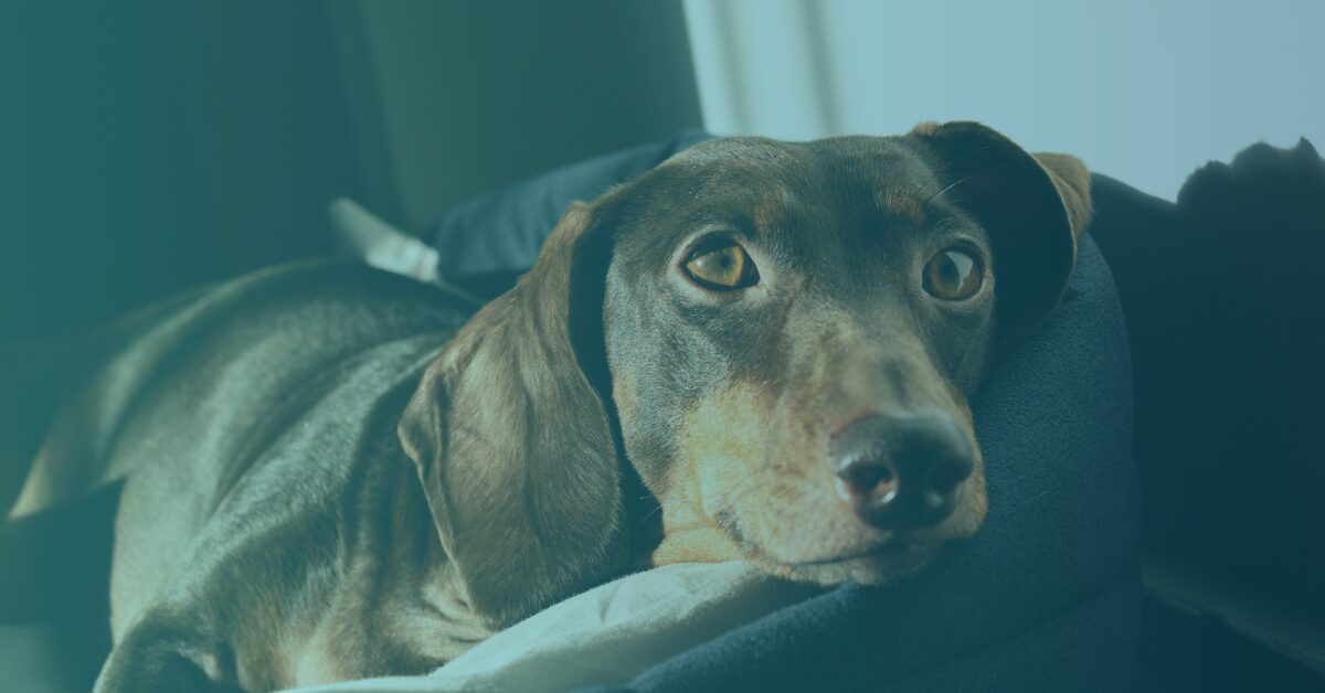 Is It “Just” Back Pain? Understanding Spinal Pain in Dogs