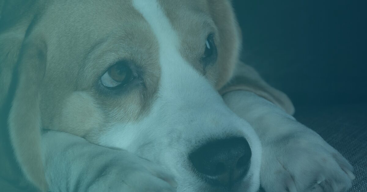 Seizure dog post ictal